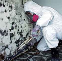 Mold Remediation